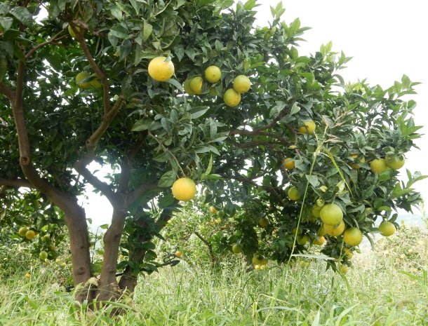 tenuta-edone-sicilie-agriturismo-citrusbomen.jpg