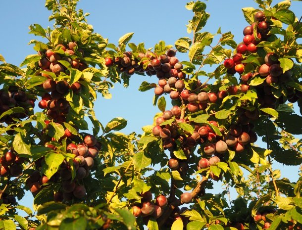 agriturismo-il-drago-piazza-armerina-eigenproducten.jpg