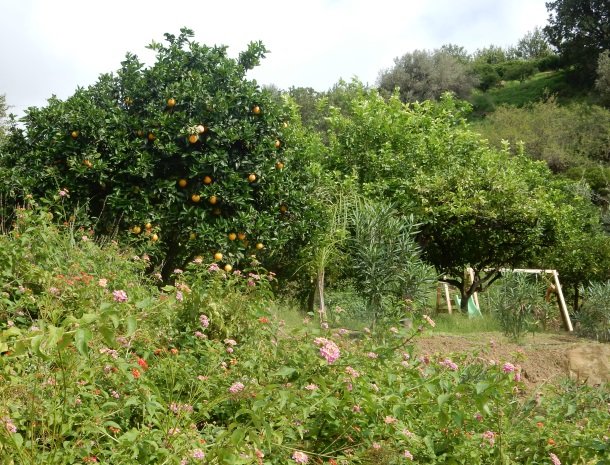 sike-holiday-home-sicilie-fruitbomen-speeltuin.jpg