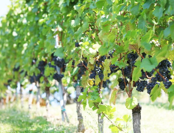 weingut-dreisiebner-steiermark-rode-druiven.jpg