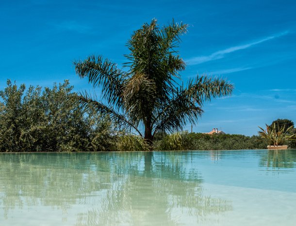 relais-casina-miregia-zwembad-palmboom.jpg