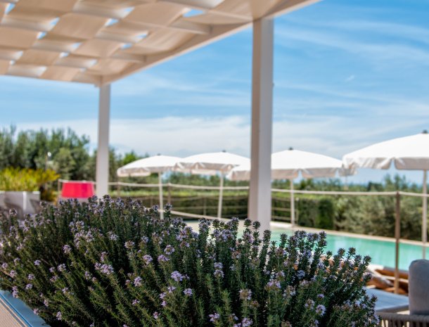 relais-casina-miregia-lavendel-zwembad.jpg