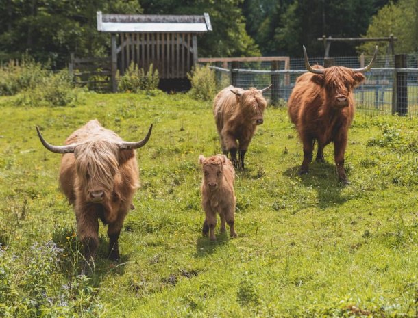 hotel chalets grosslehen hooglanders.jpg