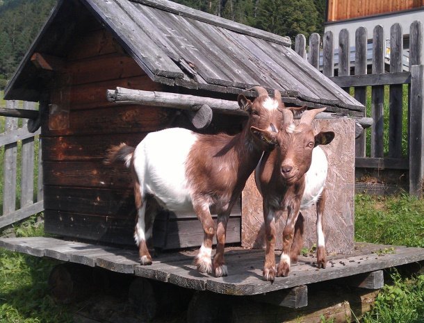 ferienhof-neusacher-weissensee-karinthie-geiten.jpg