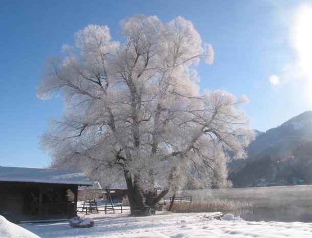 ferienhof-neusacher-weissensee-karinthie-winter-boom.jpg