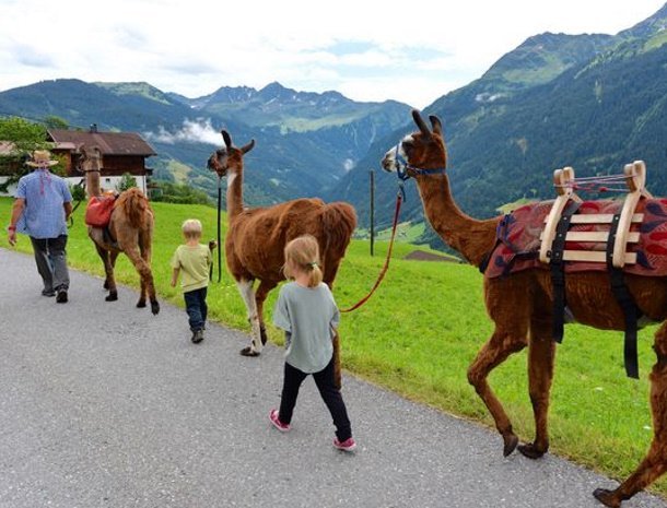 lama-trekking-montafon-vorarlberg.jpg