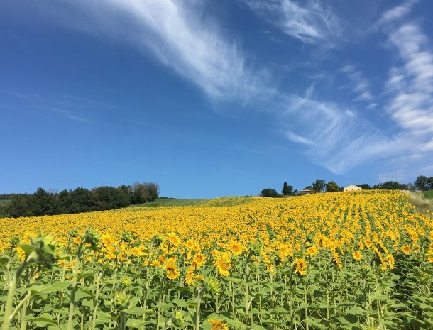 casale-dei-cinque-colli-ostra-marche-bed-and-breakfast-zonnebloemen.jpg