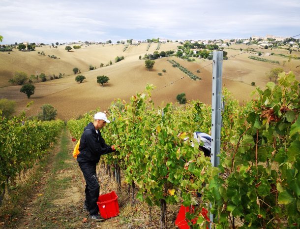 tenuta-san-marcello-agriturismo-marche-druiven-plukken.jpg