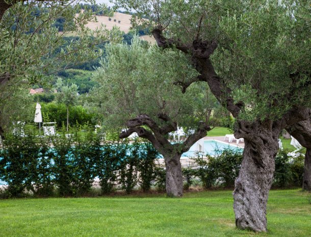 agriturismo-il-giuggiolo-marche-tuin-olijfbomen.jpg