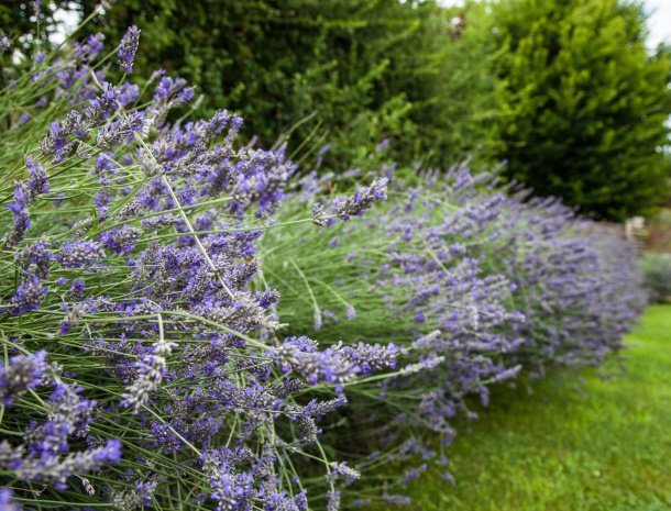 agriturismo-il-giuggiolo-marche-tuin-lavendel.jpg