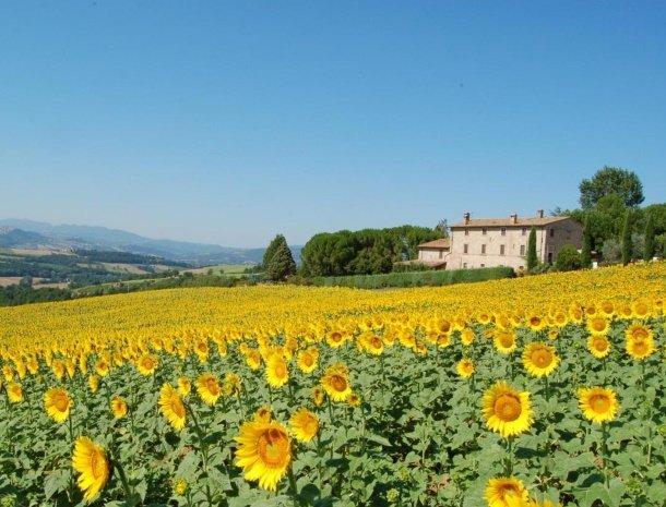 agriturismo-casale-dei-frontini-todi-umbrië-zonnebloemen.jpg