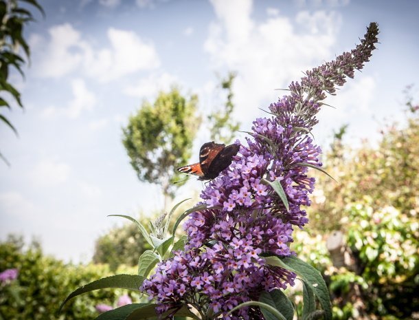 country-house-poggio-fiorito-assisi-tuin-bloemen-vlinder.jpg