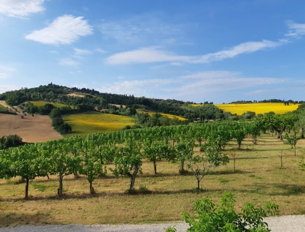 country-house-montesoffio-marche-uitzicht-wijngaarden.jpg
