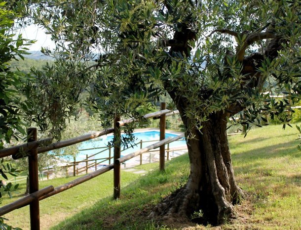 agriturismo-malagronda-umbrie-appartementen-met-zwembad-olijfboom.jpg