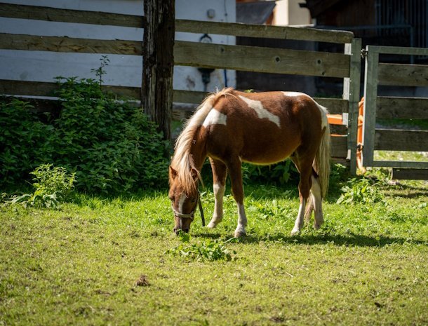 die-unterbergerin-appartementen-pony.jpg