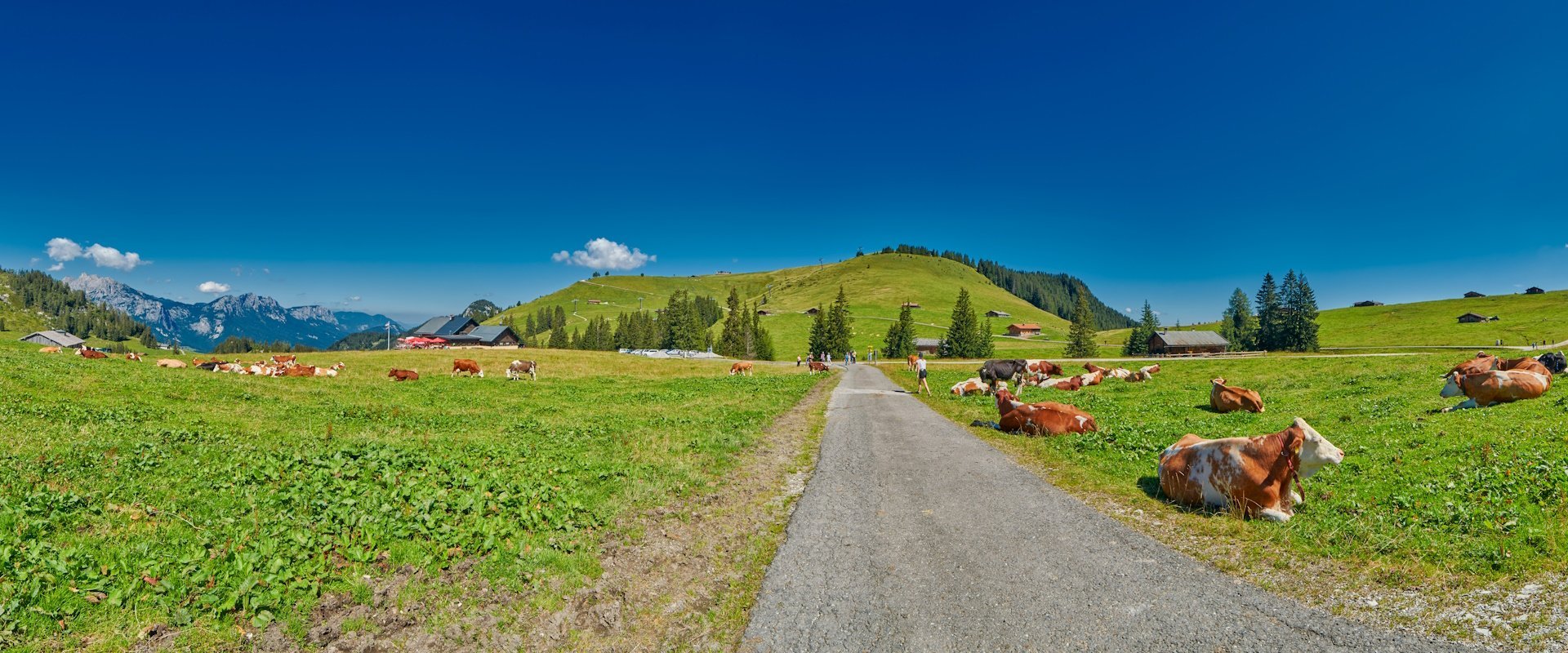 oostenrijk-landschap-met-koeien.jpg