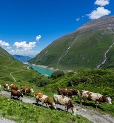 hohe tauern-koeien-oostenrijk.jpg