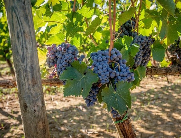 podere-la-rocca-montepulciano-wijngaarden.jpg