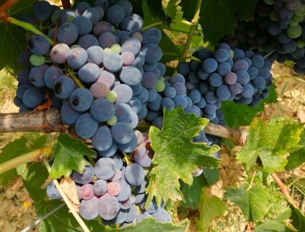 tenuta-sovestro-san-gimignano-druiven.jpg