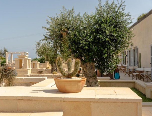 masseria-dei-monaci-otranto-puglia-olijfboom.jpg