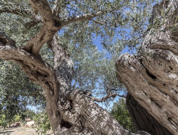 masseria-fanizzi-conversano-puglia-olijfboom.jpg