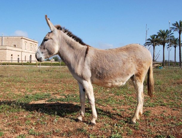 masseria-galatea-alessano-salento-ezel.jpg