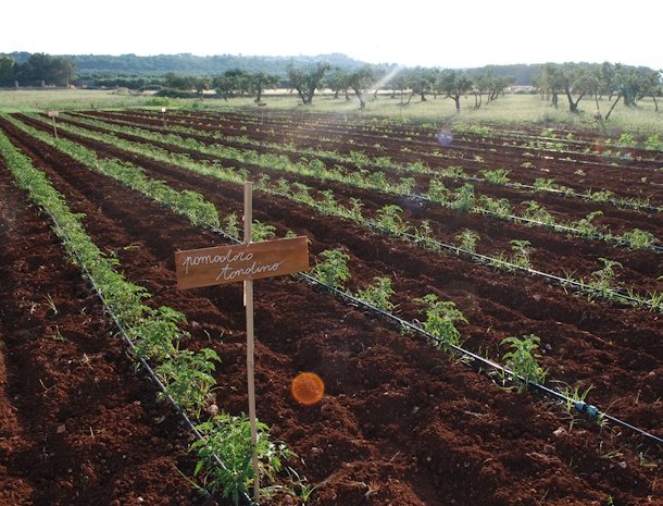 masseria-galatea-alessano-salento-moestuin.jpg