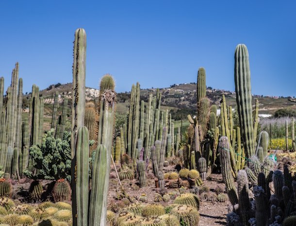 bed-and-breakfast-garden-cactus-agrigento-botanische-tuin.jpg