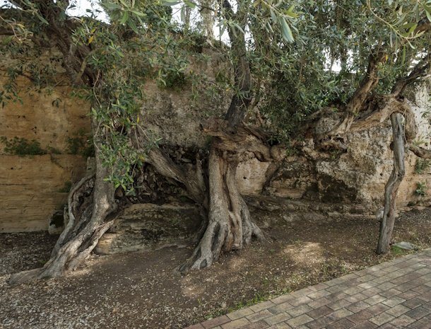 case-di-latomie-castelvetrano-sicilie-latomie-olijfboom.jpg