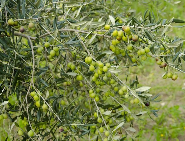 agriturismo-don-carlo-erice-sicilie-olijven.jpg