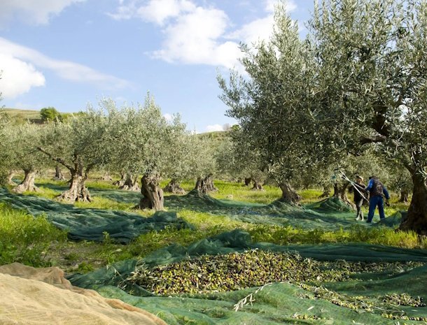 agriturismo-don-carlo-erice-sicilie-olijfbomen.jpg