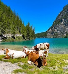lago di braies koeien.jpg