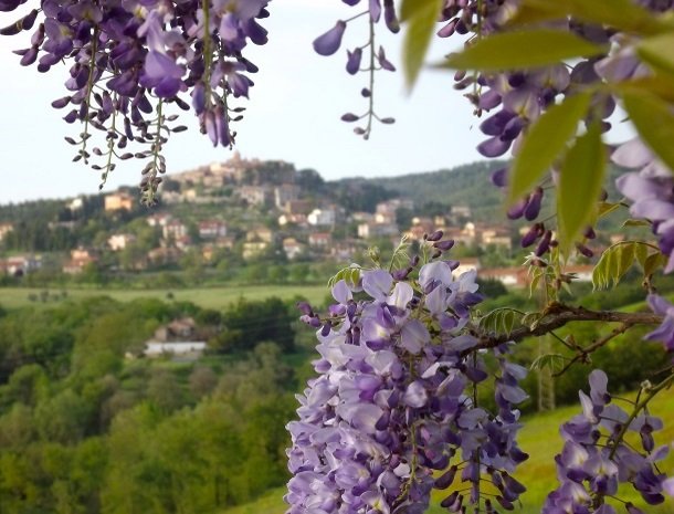 agriturismo gatto giallo montegabbione bloemen.jpg