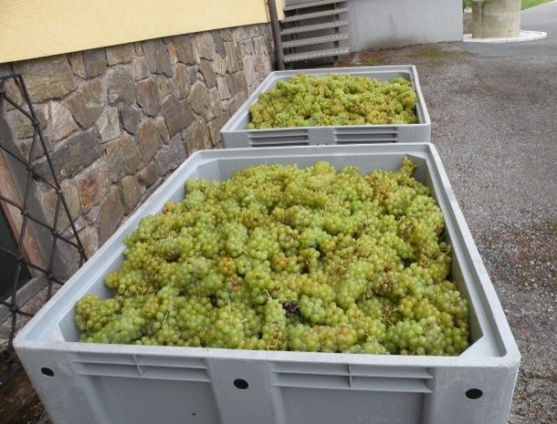 weingut mahorko_druiven.jpg