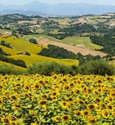 Marche-Italie-zonnebloemen-detail