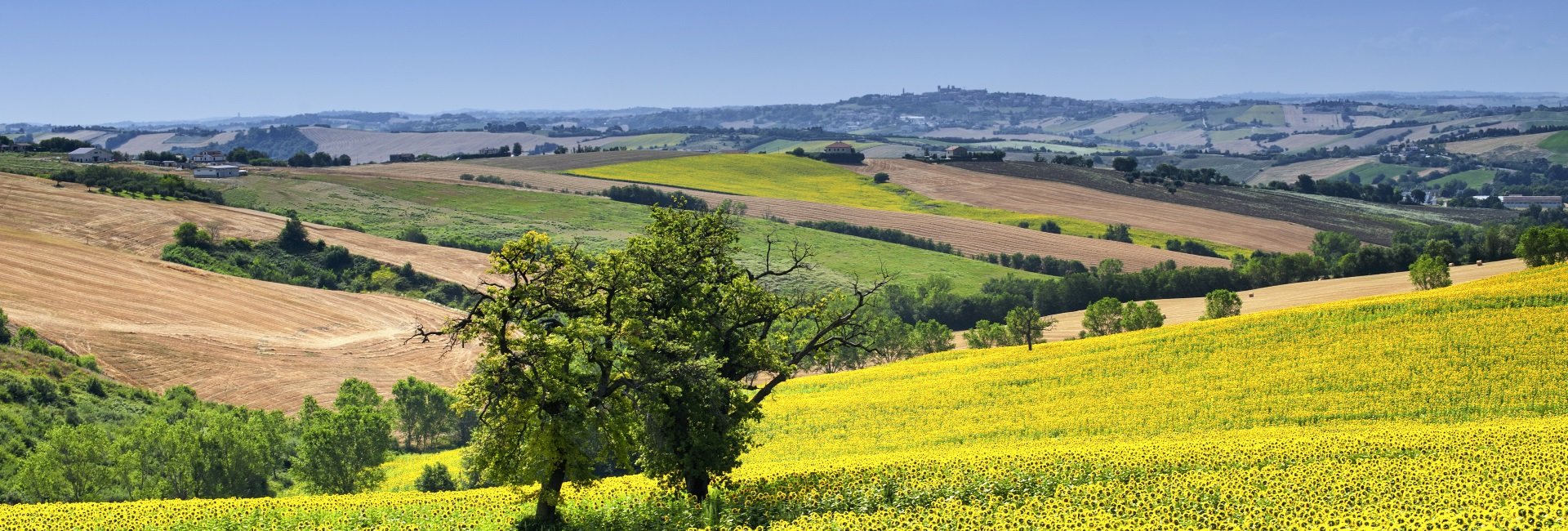 Marche-Italie-zonnebloemen