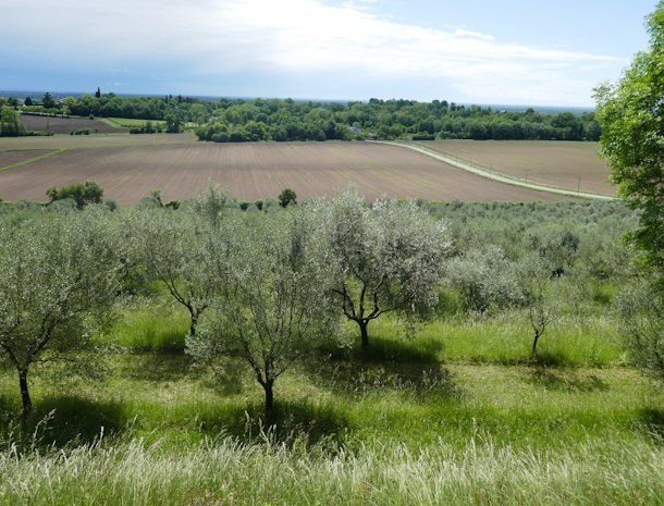 La Collina delle Mignole Friuli olijfbomen.jpg
