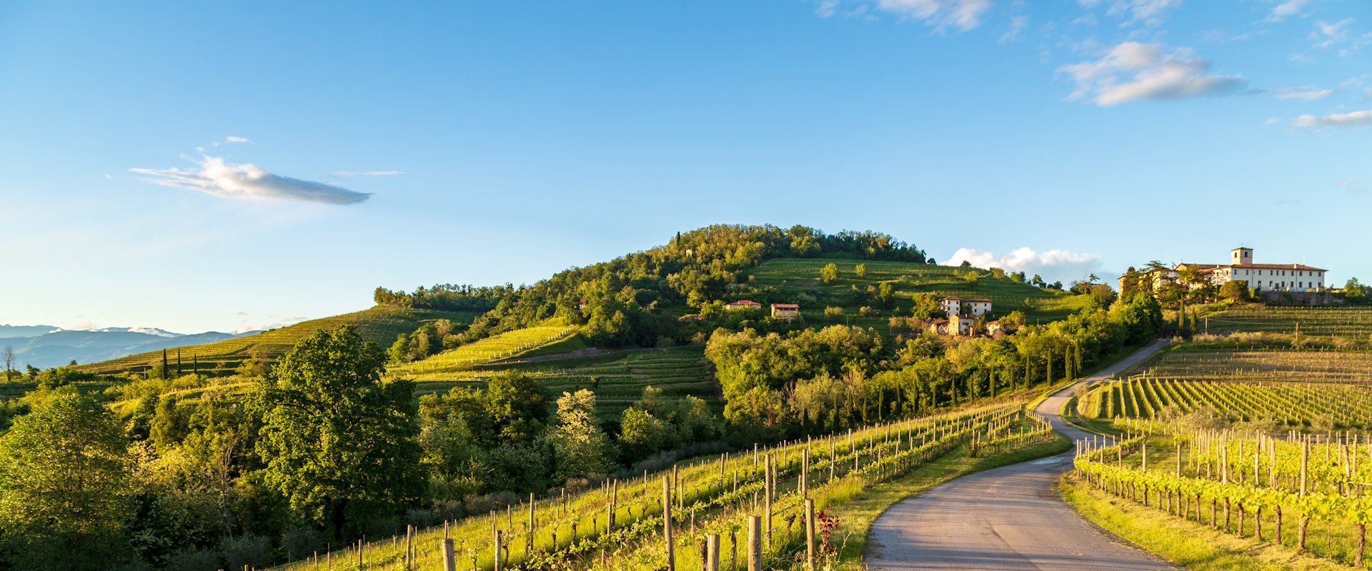friuli rondreis wijngaarden.jpg